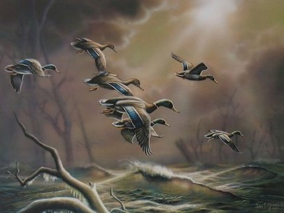 Mallard Migration by John C Green